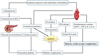 Potential pathogenic roles of ferroptosis and cuproptosis in cadmium-induced or exacerbated cardiovascular complications in individuals with diabetes